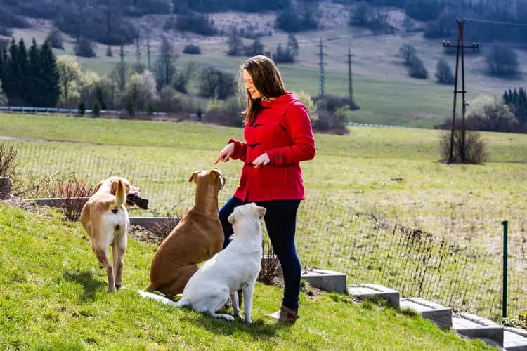 Pet Care Social Media Background